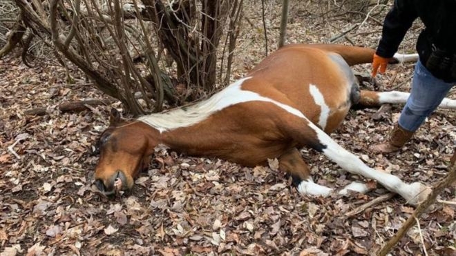 Kentucky horse killings: Police hunt after 20 found shot dead Kentucky horse killings: Police hunt after 20 found shot dead