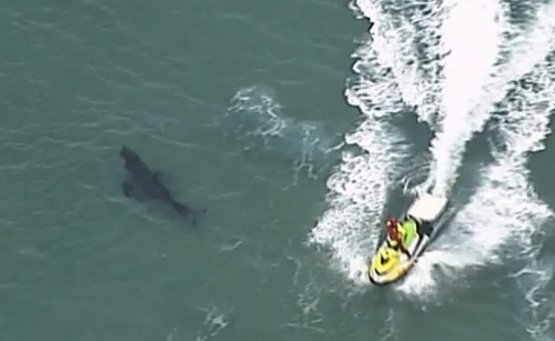 Teenage surfer killed by shark, 2nd in Australia in a week