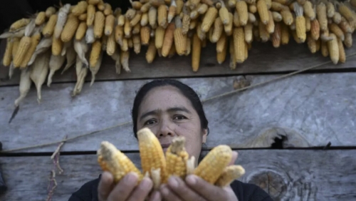 Drought and El Niño Fears Put Guatemalan Farmers on Edge
