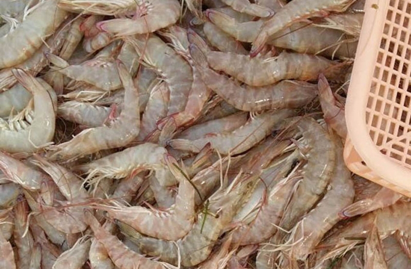 Caught flouting shrimp ban