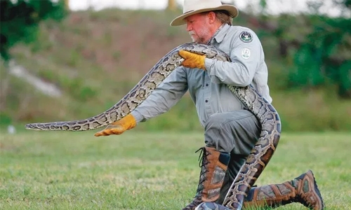 Python patrols stalk Florida swamps