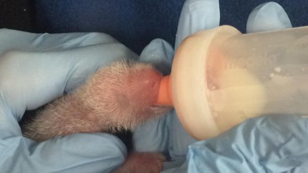 Smaller of newborn panda twins dies