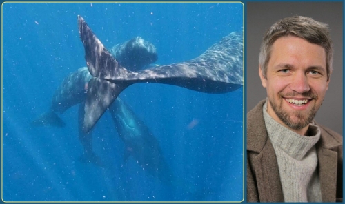 Scientists Discover Human-Like Vowel Sounds in Sperm Whale Communication