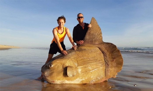 Boulder-sized sunfish washes ashore in Australia Boulder-sized sunfish washes ashore in Australia