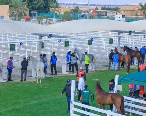 All eyes set on Khalid bin Hamad Endurance Race Championship