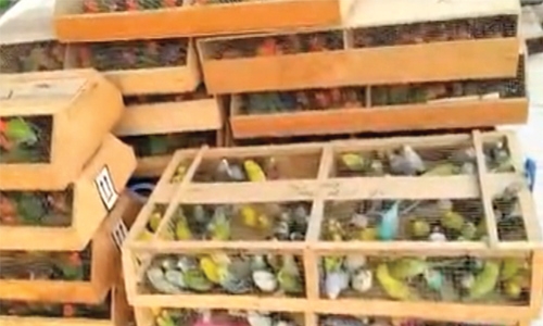 Smuggled birds returned to Pakistan