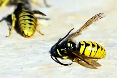 Europe’s Wild Pollinators Face Alarming Decline, IUCN Warns