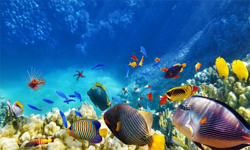 Biodiversity is Backbone of Ecology