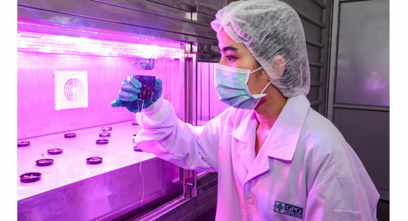 Thailand to start testing medical marijuana on patients Thailand to start testing medical marijuana on patients