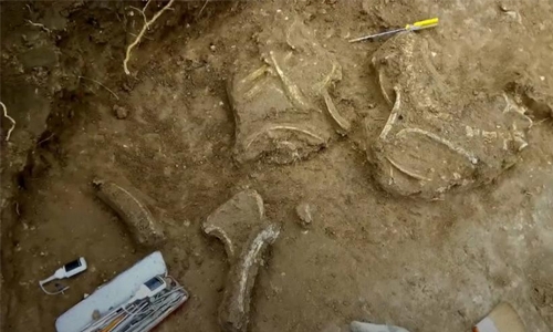 Fossil of prehistoric deer found in Argentina Fossil of prehistoric deer found in Argentina