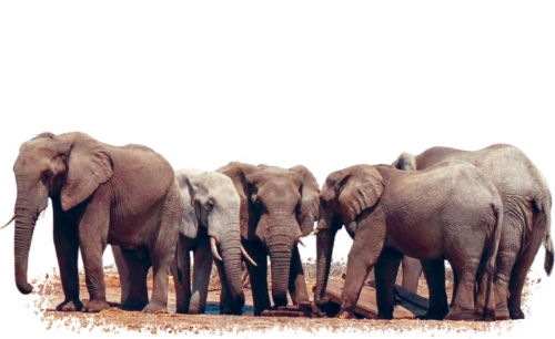 Sri Lanka arrests three men for burning elephant alive