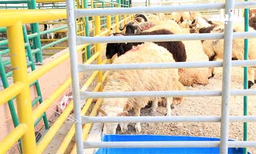 Bahrain imports over 32,000 heads of cattle to meet Ramadan demand