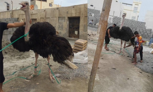Another escaped ostrich caught