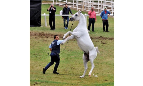 Horse show concludes