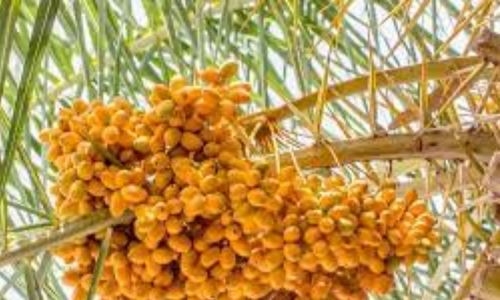 Bahrain to get its first Dates Factory Bahrain to get its first Dates Factory