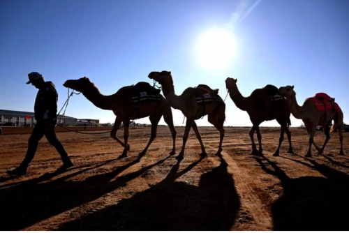 Even Camels Can't Cope With Africa's Rising Heat