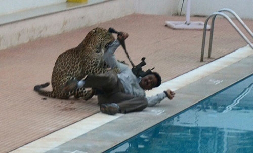 Leopard that injured five escapes from Indian zoo Leopard that injured five escapes from Indian zoo