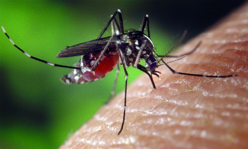  Microplastics may enter foodchain, says study