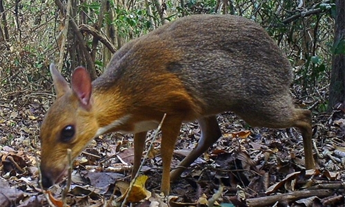 Vietnam deer rediscovered after nearly 30 years