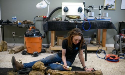 US restorationist solves 60-million-year-old dinosaur fossil ‘puzzles’