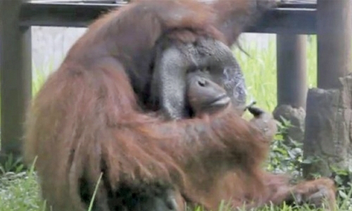 Orangutan puffing cigarette