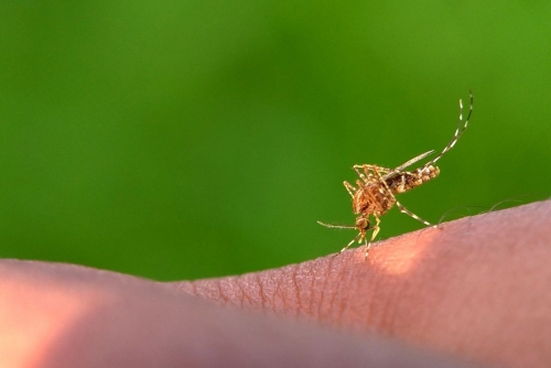 West Nile virus deaths rise to 8 in North Macedonia West Nile virus deaths rise to 8 in North Macedonia