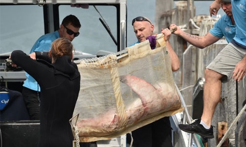 'Fluffy' the great white shark heads back to sea 'Fluffy' the great white shark heads back to sea