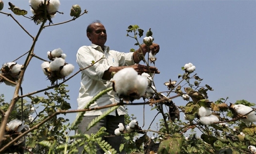 Weaving cotton renaissance