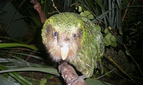 Parrot world’s endangered heavyweight faces new threat