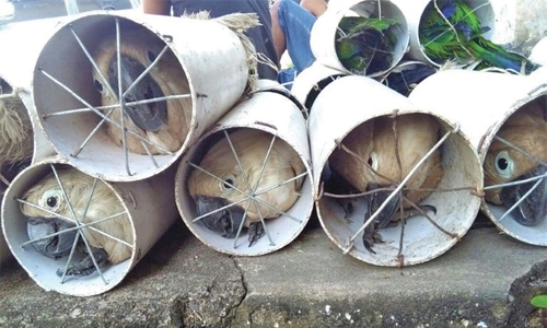 Indonesia smugglers stuffed exotic birds in pipes