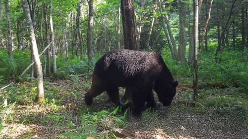 94 Schools Shut as Bear Roams Japanese City for Three Days