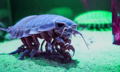 Deep-Sea Creature Can Survive Over 5 Years Without Food Deep-Sea Creature Can Survive Over 5 Years Without Food