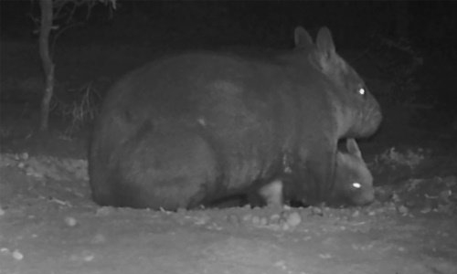 Rare birth of endangered hairy-nosed wombat in Australia