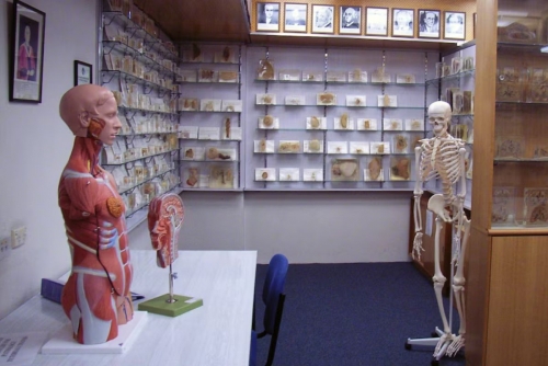 Tasmanian government apologises over stolen body parts scandal Tasmanian government apologises over stolen body parts scandal