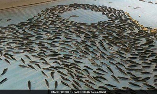 Japan skating rink slammed for freezing 5,000 fish