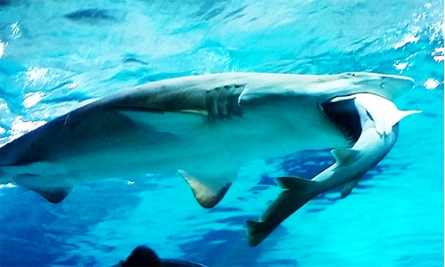 Shark swallows shark in Seoul aquarium Shark swallows shark in Seoul aquarium