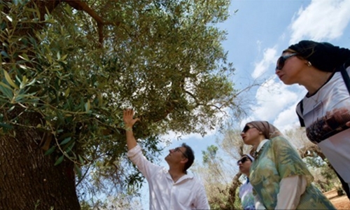 Italy battles ‘olive tree leprosy’