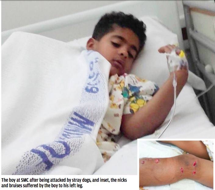 Boy injured in stray dog attack Boy injured in stray dog attack