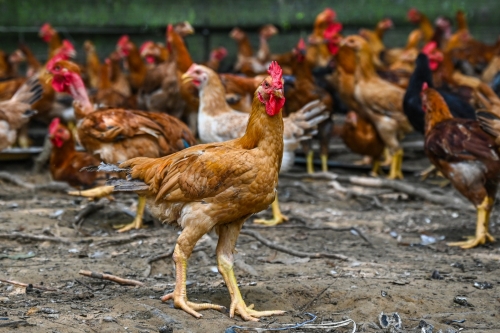Proof humans reshaped the world? Chickens