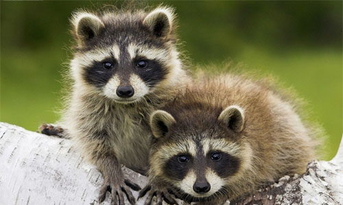 Raccoons’ behaviour gets attention in US