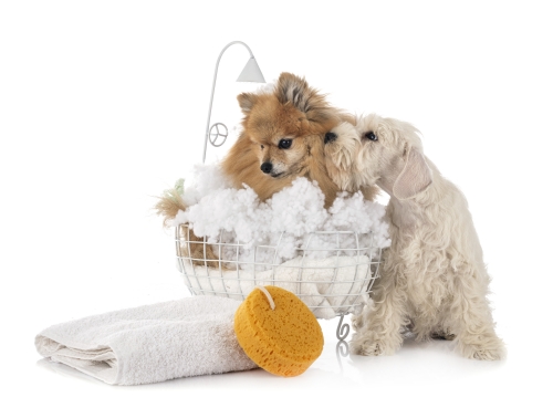 Japan’s Pet Care Industry Booms as ‘Fur Babies’ Outnumber Infants Japan’s Pet Care Industry Booms as ‘Fur Babies’ Outnumber Infants