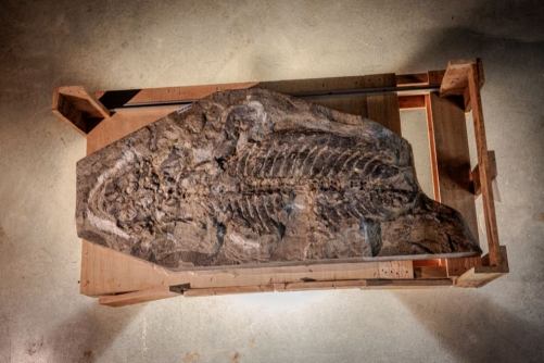 Scientists solve Australian chicken farmer's fossil mystery