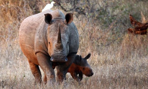 Online rhino horn auction set to open in South Africa