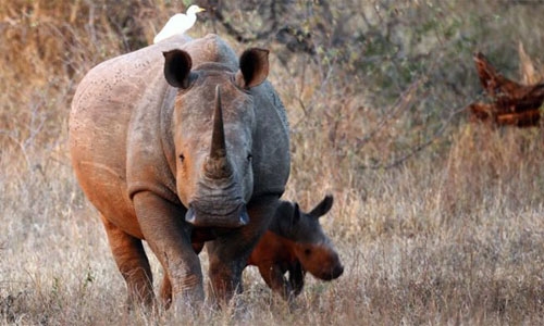 Online rhino horn auction set to open in South Africa Online rhino horn auction set to open in South Africa