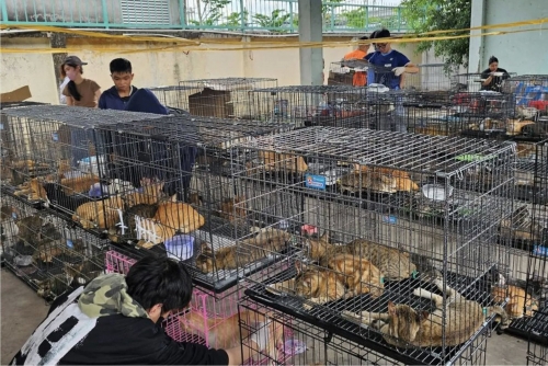 Rescued felines find home after Vietnam animal welfare raid