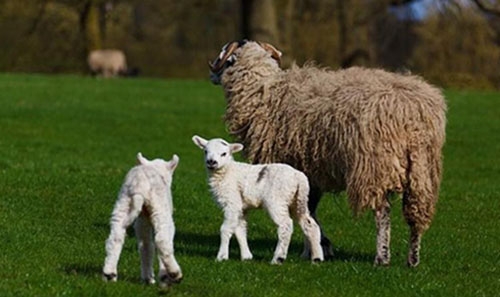 Pakistani officials recover kidnapped newborn sheep Pakistani officials recover kidnapped newborn sheep