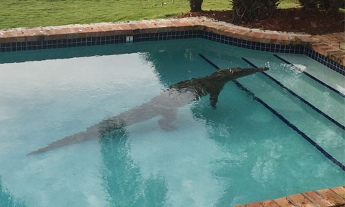 Crocodile takes a swim in Florida pool Crocodile takes a swim in Florida pool