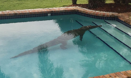 Crocodile takes a swim in Florida pool