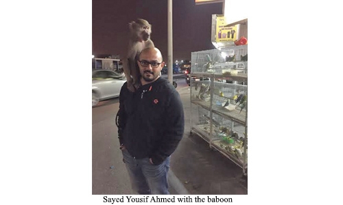 The baboon is safe, rescuer assures