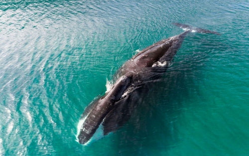 Trump admin overhauls key protection for endangered species Trump admin overhauls key protection for endangered species